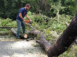 Best Leaf Removal  in Bowie, TX